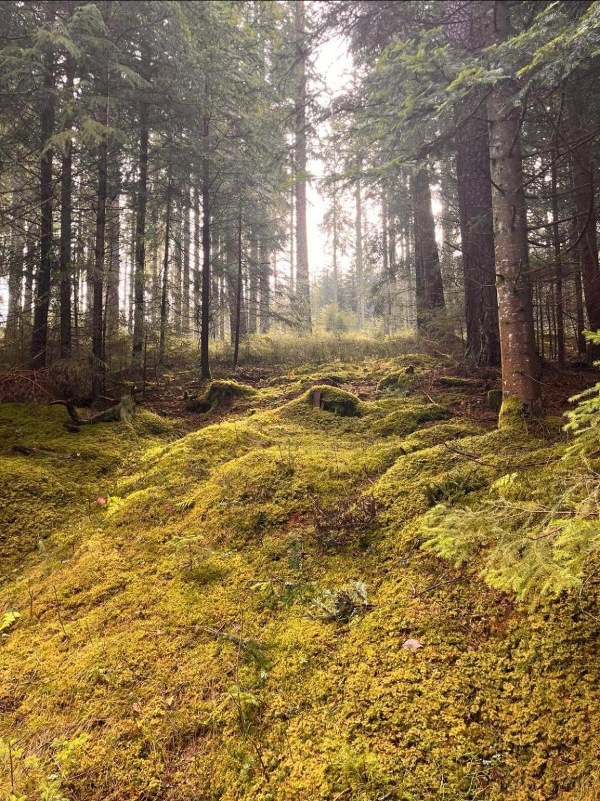Haus Am See - Natur Pur Friedenweiler エクステリア 写真